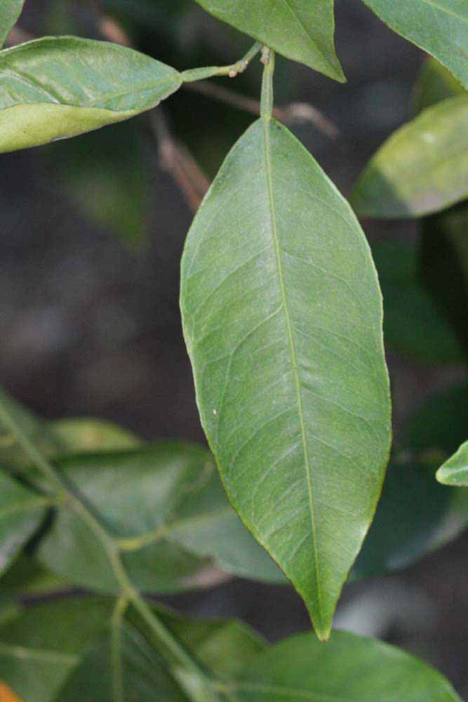              Unifoliolate leaf (Winter Haven, FL)       